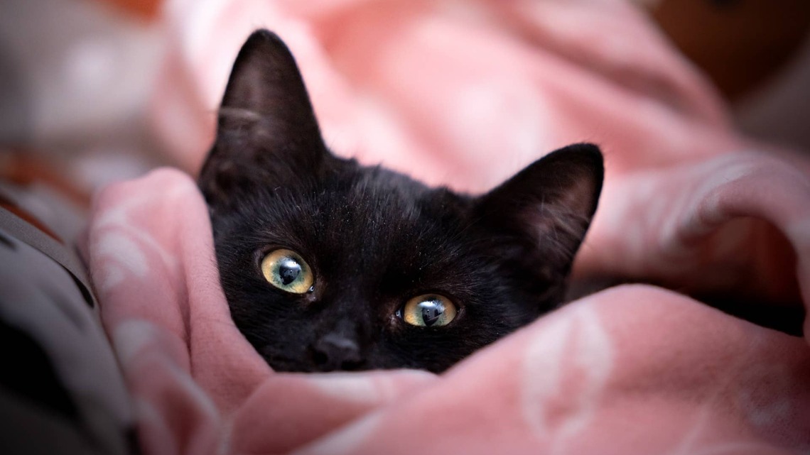 Tiny Black Kitten Looks Like the Cutest Speck of Dust 