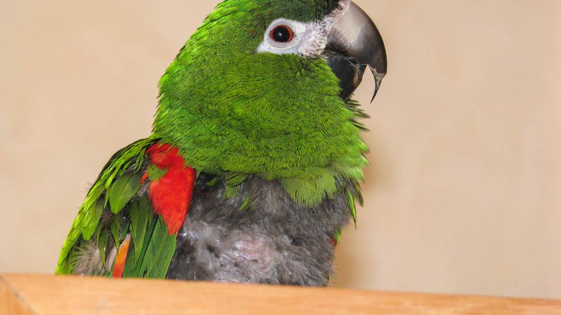 ‘Offended' Macaw Holds a Grudge-Until Mom Says 3 Important Words