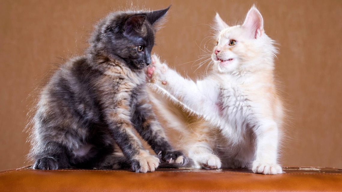 7 Maine Coon Kittens Get the Zoomies, and the Cutest Chaos Ensues 