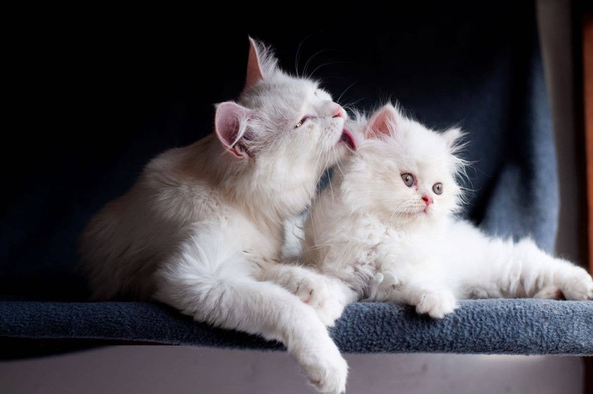  Two Turkish Angoras that are like smaller versions of Maine Coons.