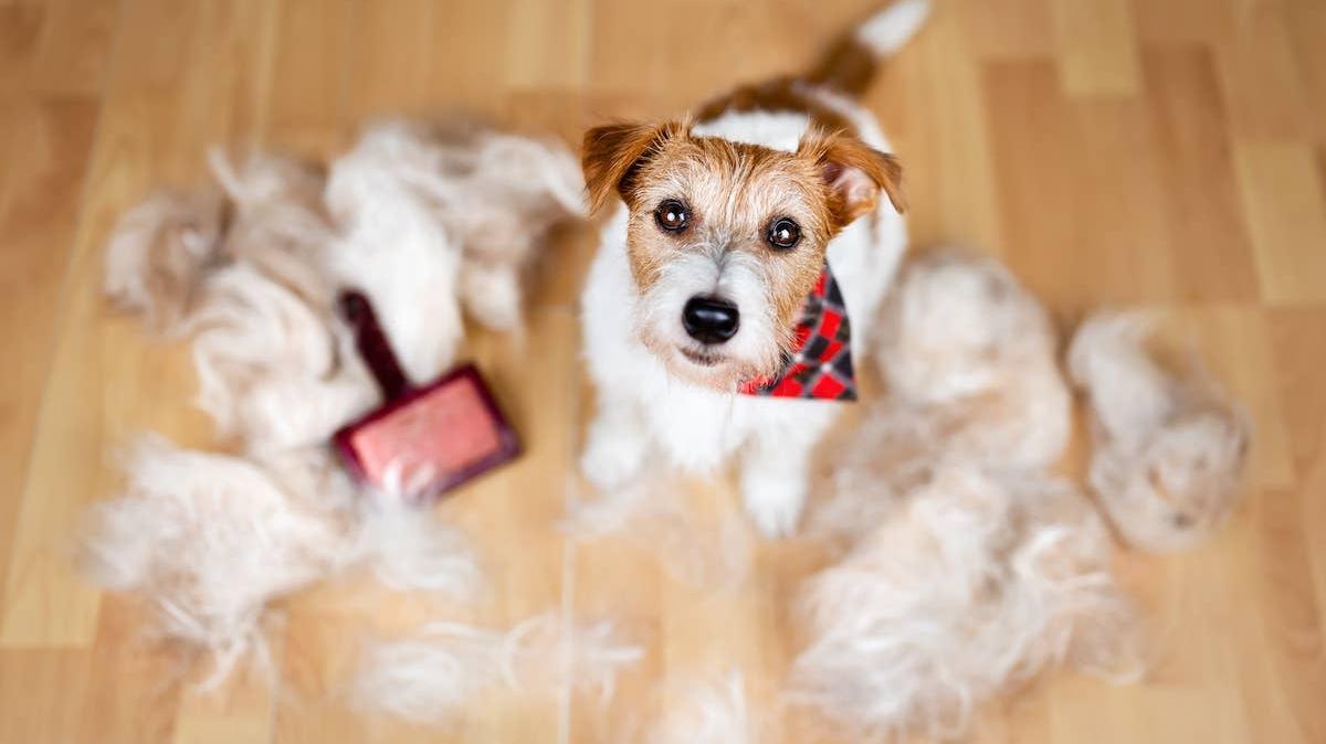 Jack Russell Terrier sitting surrounded by fur. 