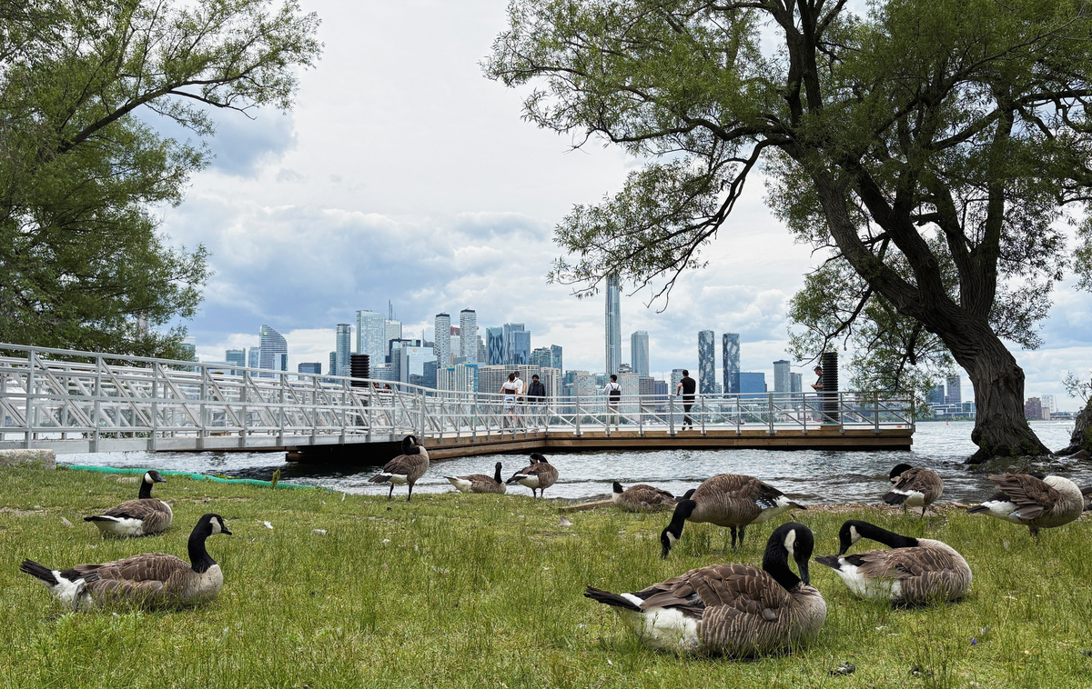 Canada geese gather at Centre Island during the FIFA World Cup in Toronto, Canada, June 24, 2026. Picture taken with a mobile phone. REUTERS/Bhargav Acharya