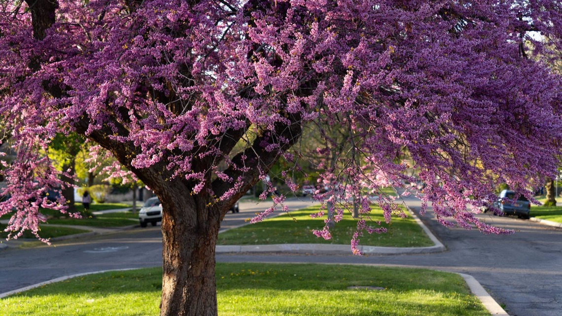 7 Drought-Tolerant Trees for Low-Water Landscaping