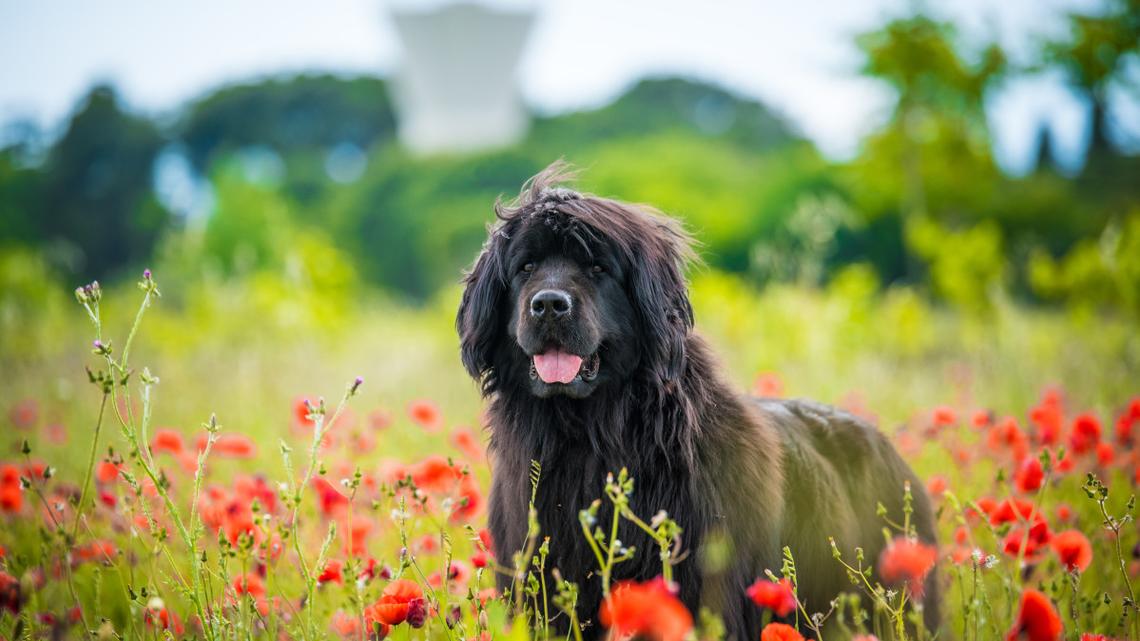 Dutiful Newfoundland Helping Grandma Plant a Garden Is the Ultimate Sidekick 