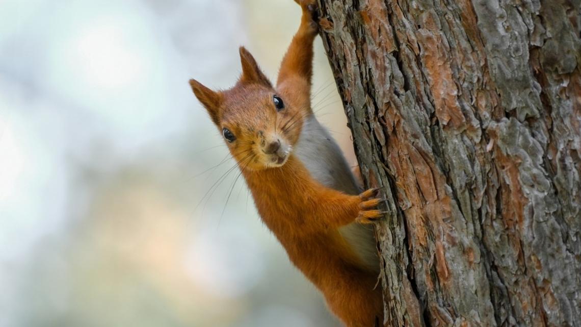 Woman Catches a Squirrel Playing on Caution Tape in Cute Video 