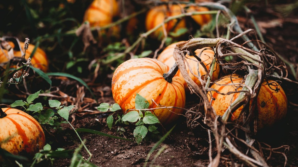 Grow Your Very Own Pumpkin Patch Using One Simple Seed Trick 