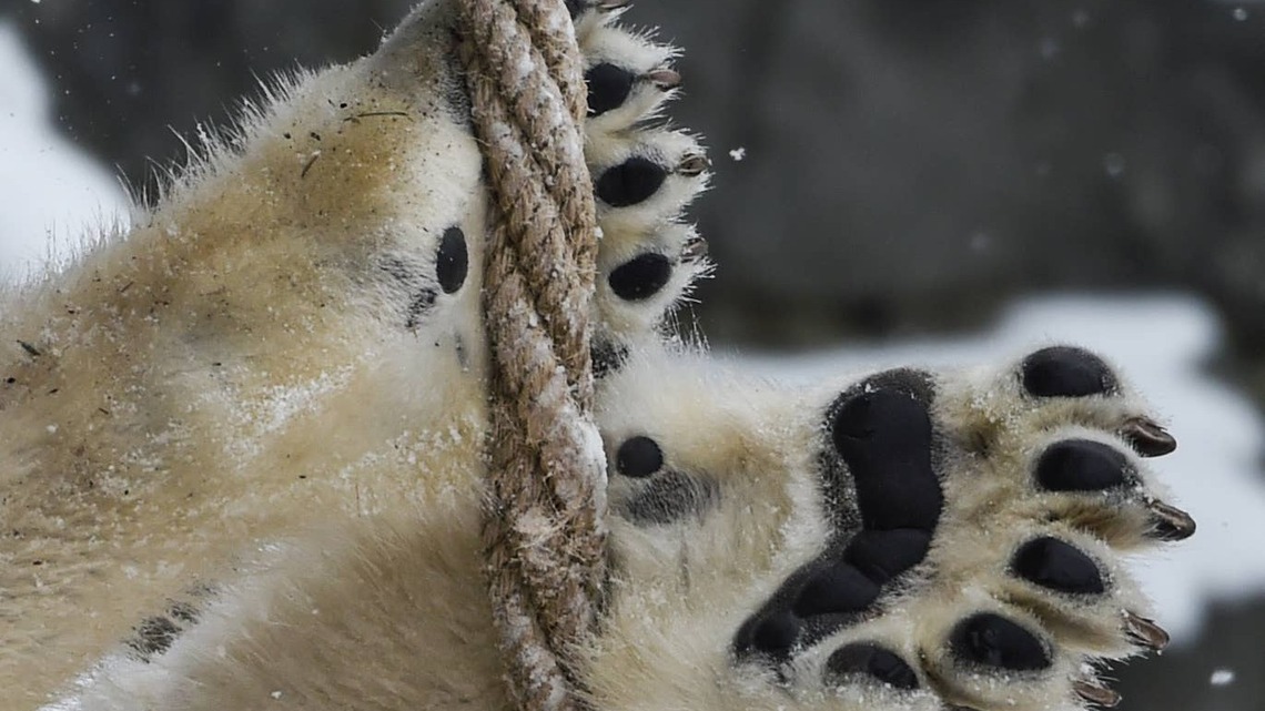 Momota the Baby Polar Bear in Japan is the New Moo Deng Taking the Internet By Storm 