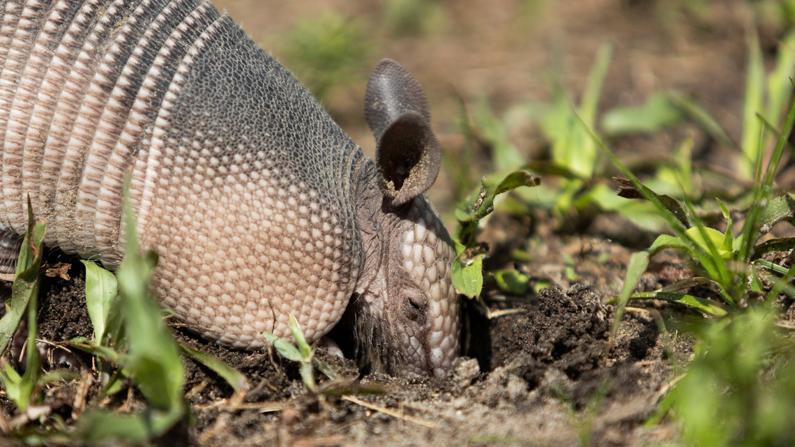 Armadillo found in Ohio could be historic discovery for the state