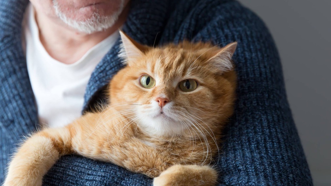 Man Reveals the Reality of Living With an Orange Cat and Fellow Cat People Feel Seen 