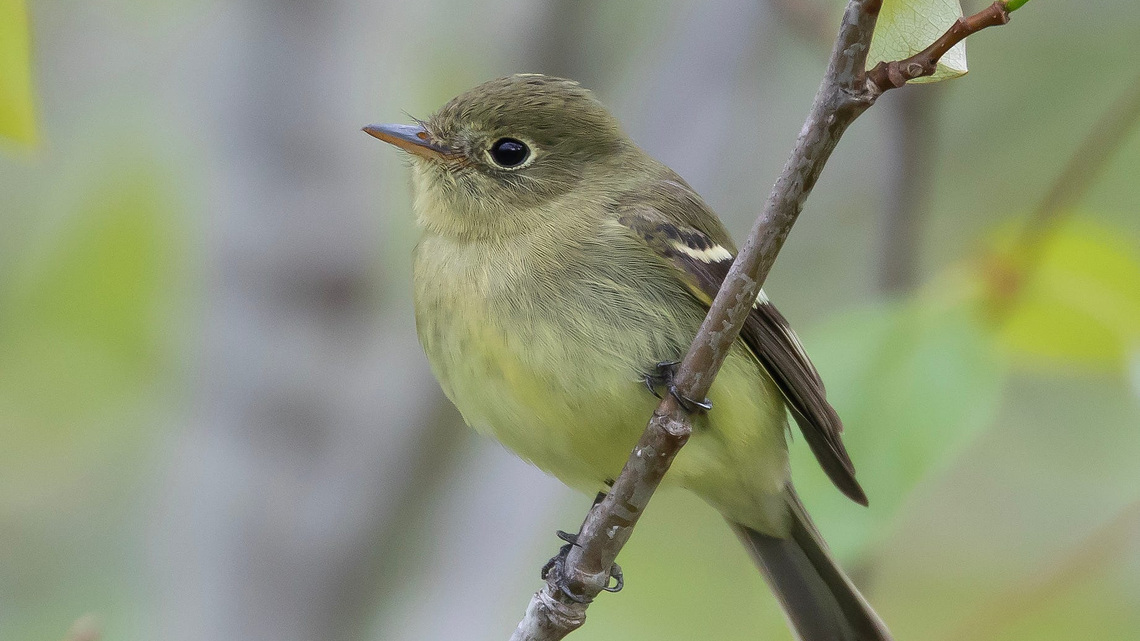 Hidden Ohio flycatcher lived long enough to make history