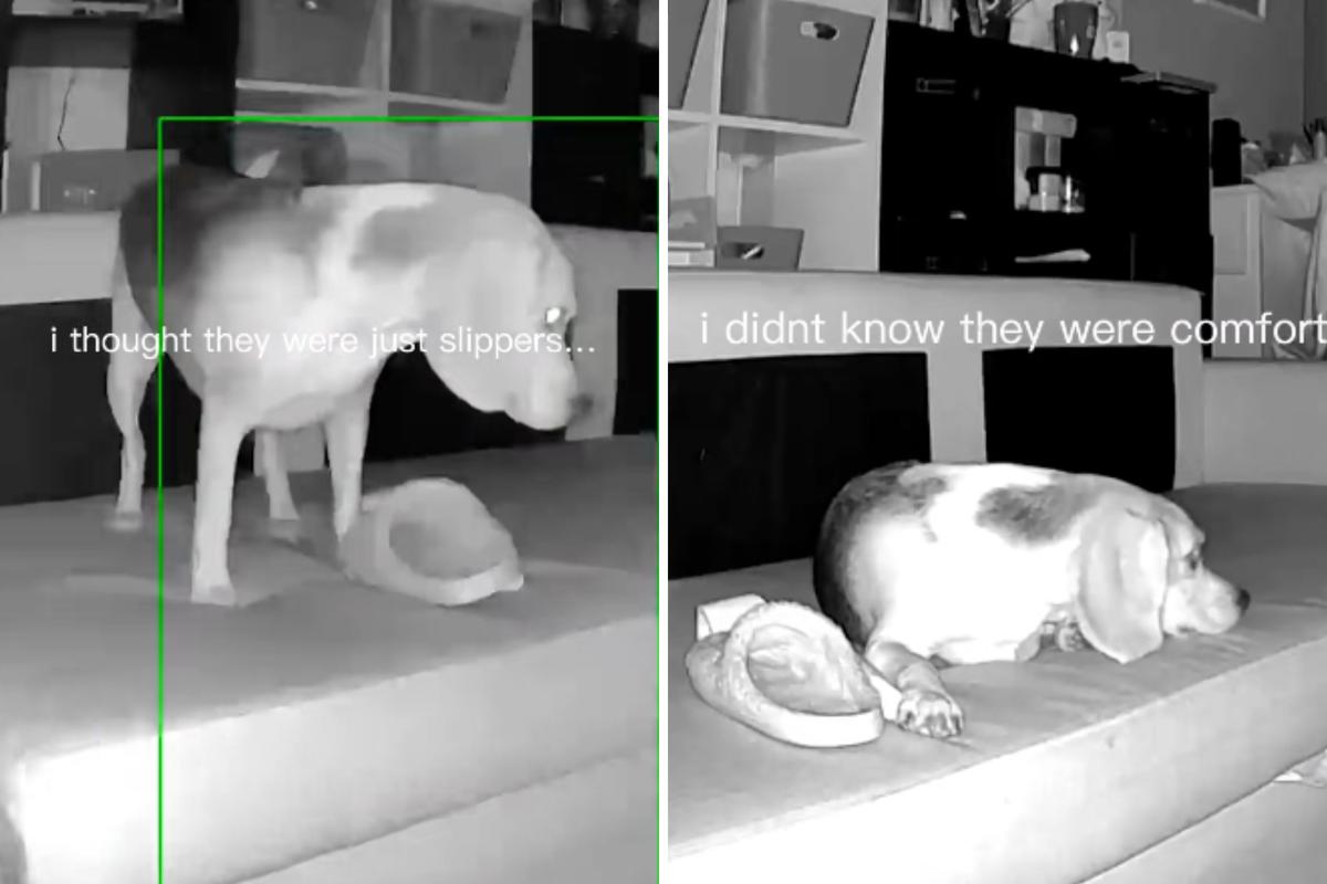  Screenshots from a May 14 TikTok video of a Beagle caught on the pet camera taking his owner’s slipper while home alone at night. 
