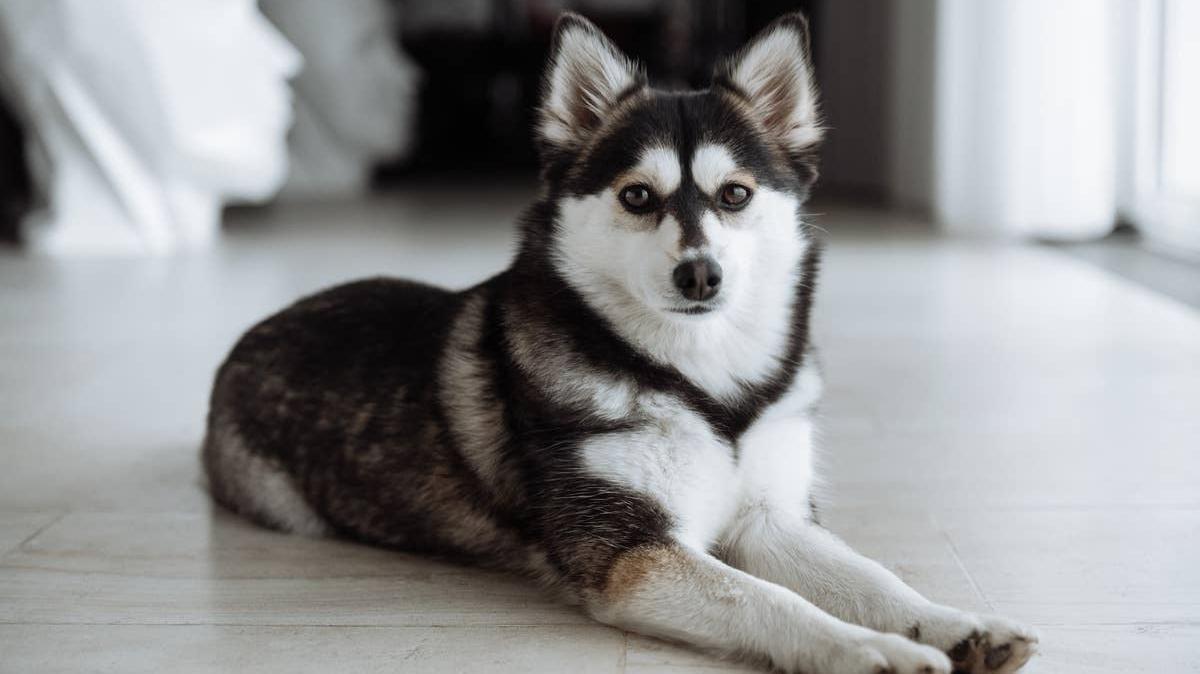 Cute Pomsky lying on the floor. 