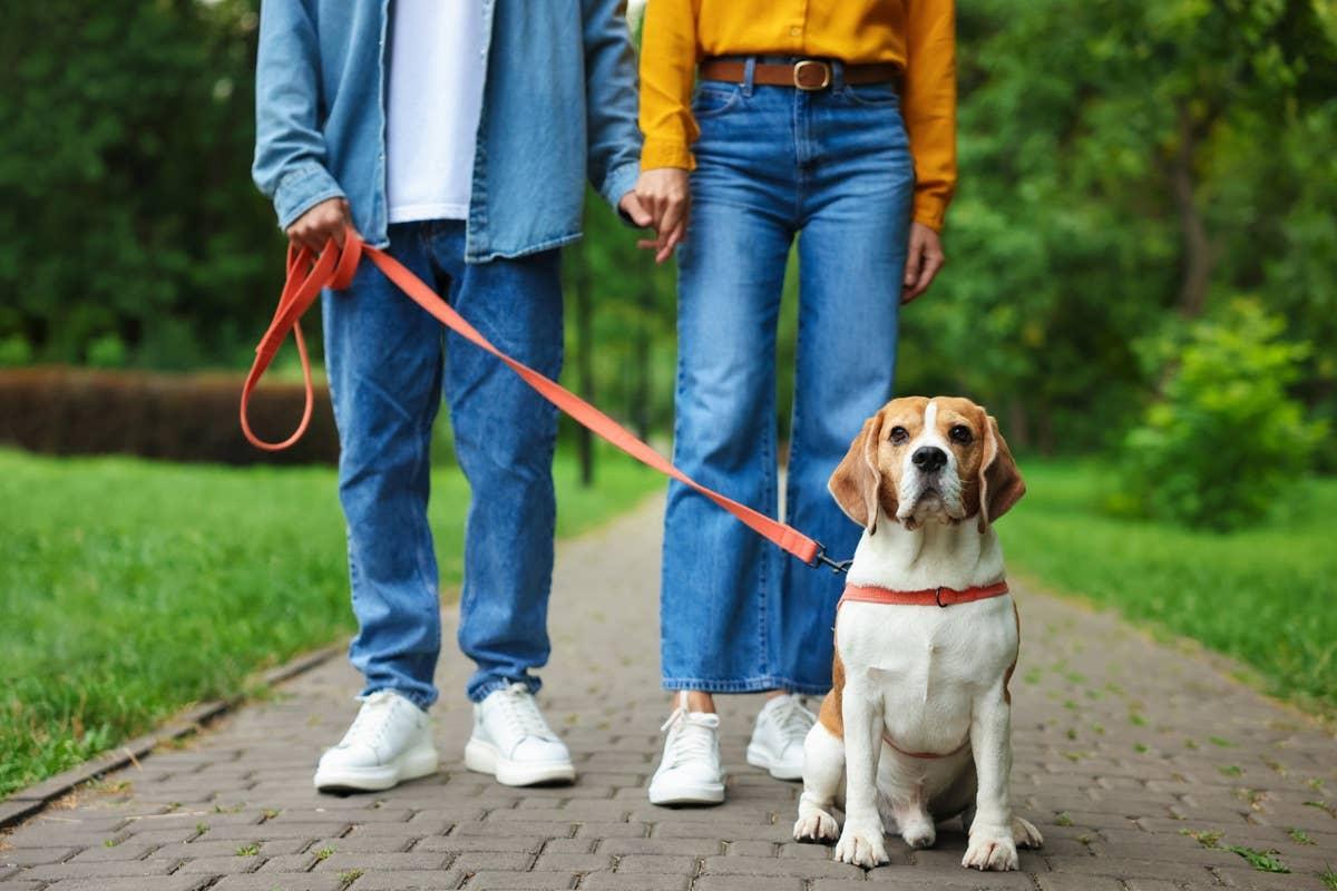 A friendly, couple-friendly dog breed on a walk with its pet parents.