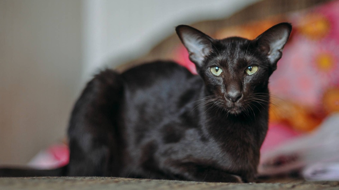 Oriental Shorthair Is Doing His Best To Ignore the World's Most Annoying Bird Toy 