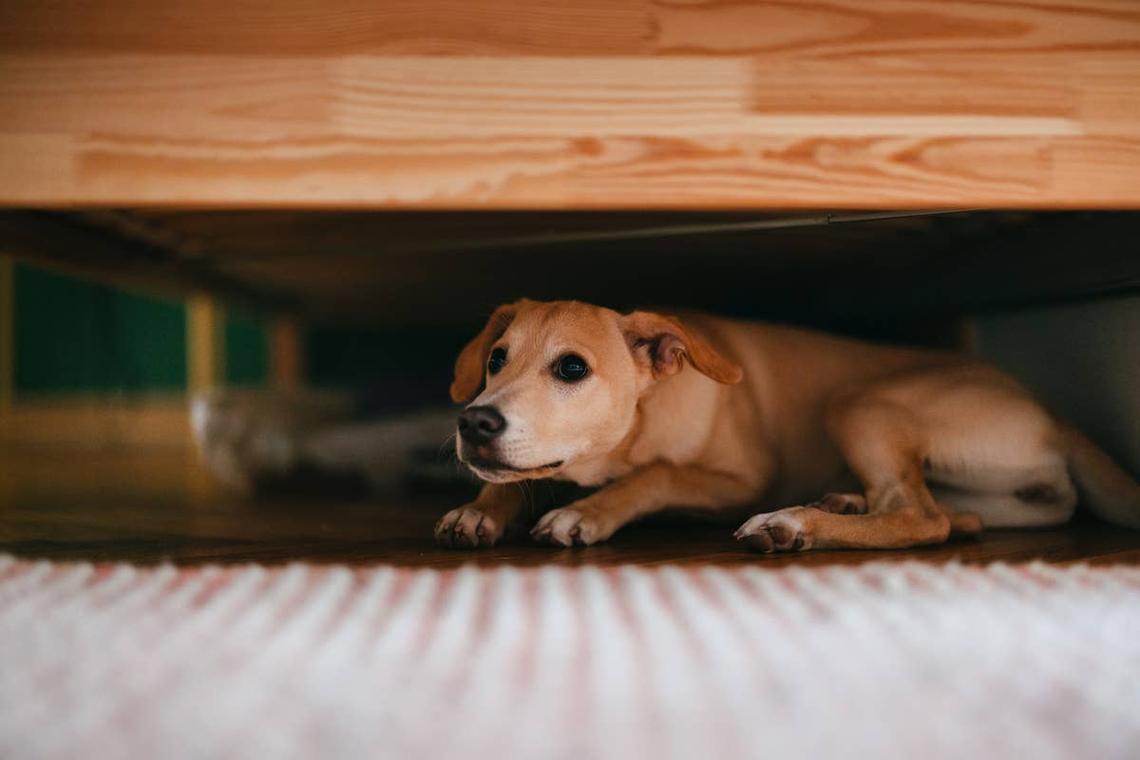  A scared rescue dog hiding under a bed. 