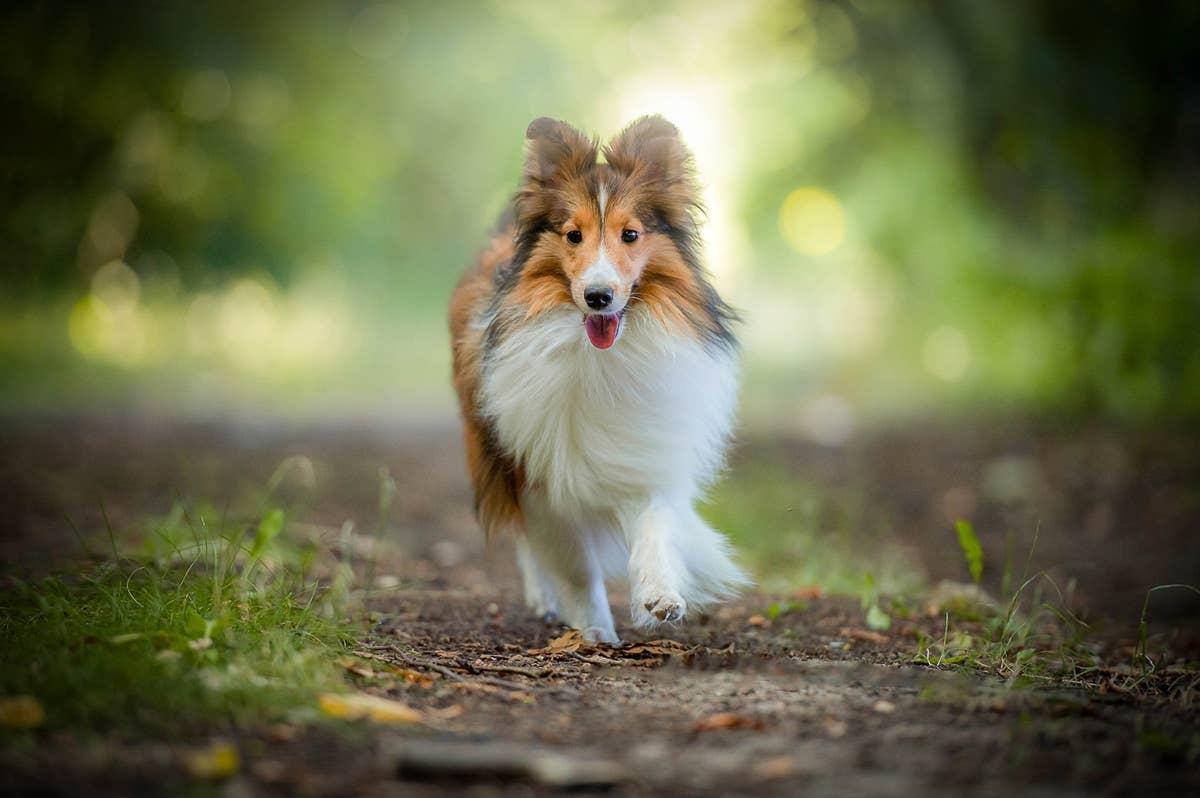  A Shetland Sheepdog on a hiking trail. 