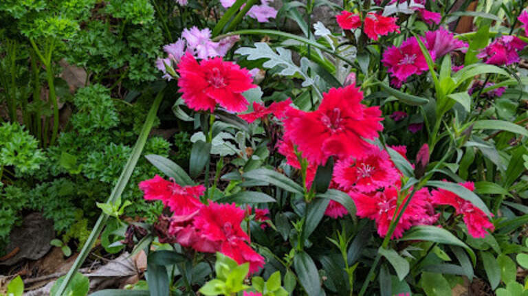 Color in the cold: bright gardening ideas for cool seasons in Georgia