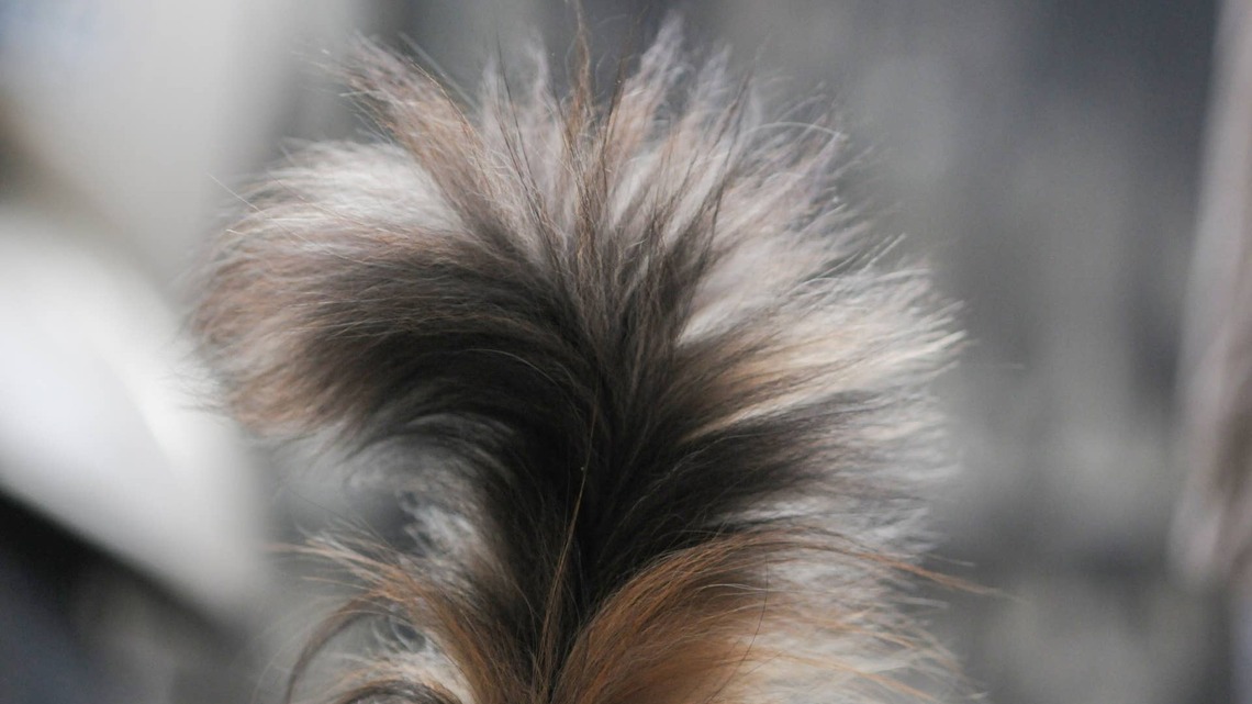 Maine Coon Kitten With a Mohawk Looks Just Like a Tiny Werewolf