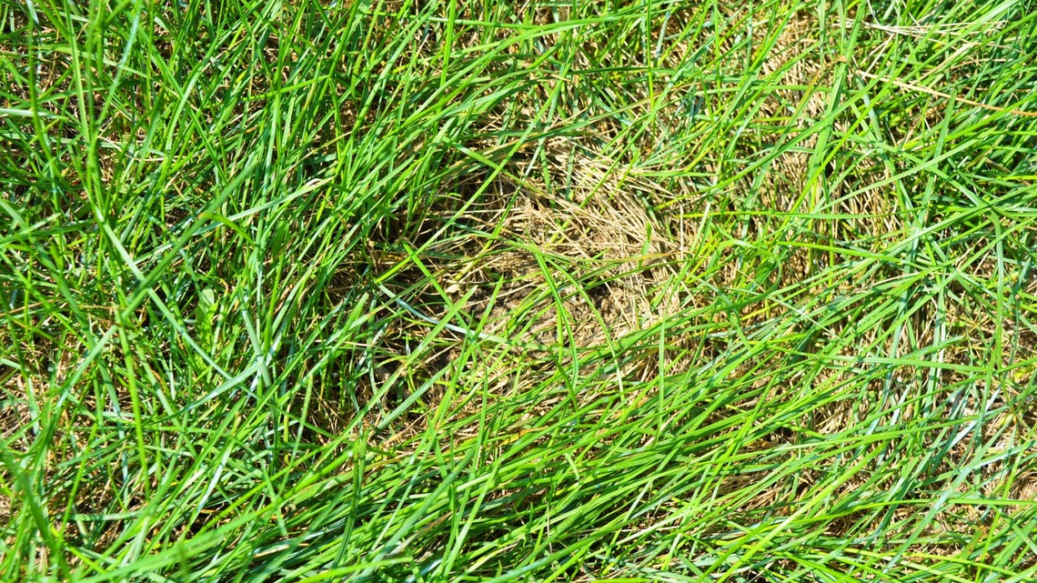 How to Prepare Your Lawn for Winter: 7 Things Experts Say You Should Do Now 