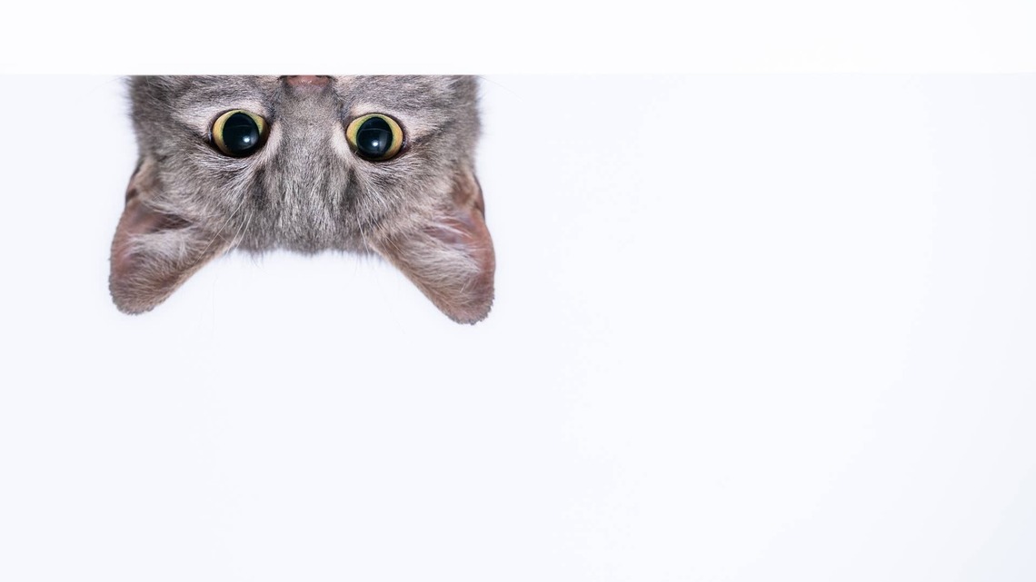 Rescue Cat Born Without a Nose Bone Is the Most Beautiful 'Dream' Kitty 
