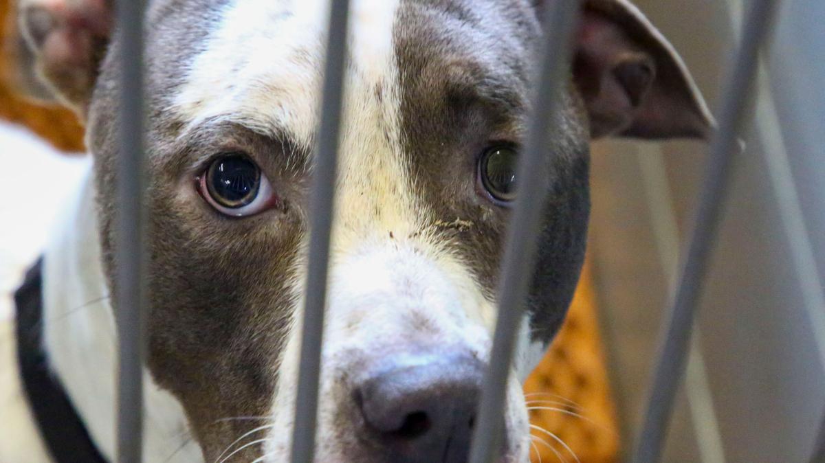California leaders must shut down the puppy mill pipeline into the state.