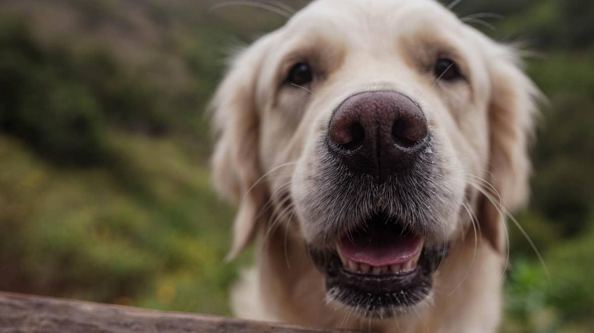 golden retriever + morning. 