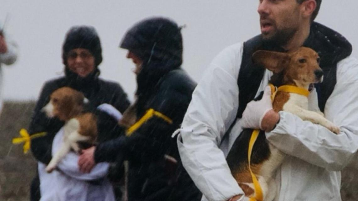 Activists arrested, pepper-sprayed trying to remove beagles from Wis. breeding facility 