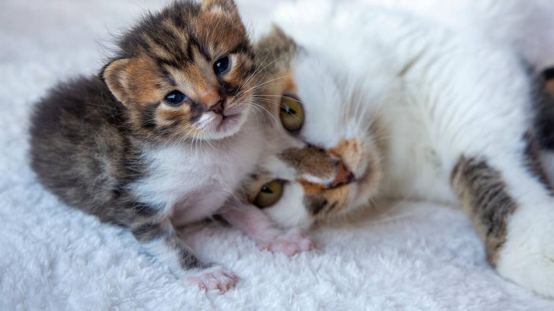 ‘Itty-Bitty' Calico Kitten Looks Like a Pebble Next to Big Brother 