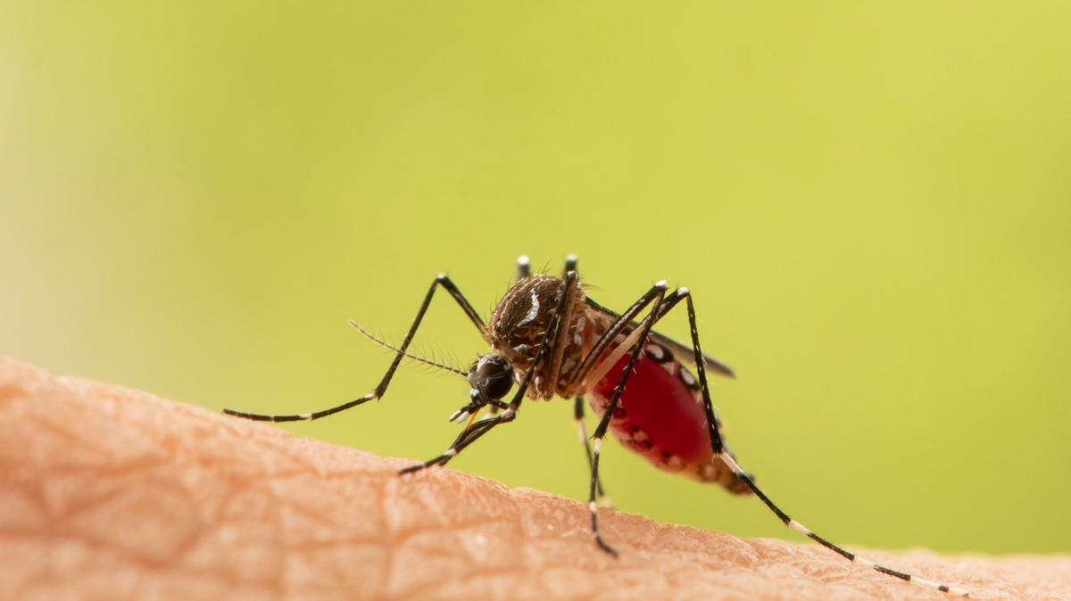 After a Beaufort County resident died from eastern equine encephalitis, SC’s first fatal case since 2003, here’s what to know about the virus, common symptoms and how to stay protected.