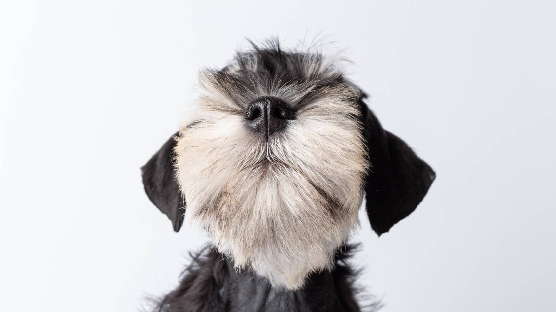 Schnauzer Puppy's Icy Blue Eyes Sparkle Like Tiny Jewels