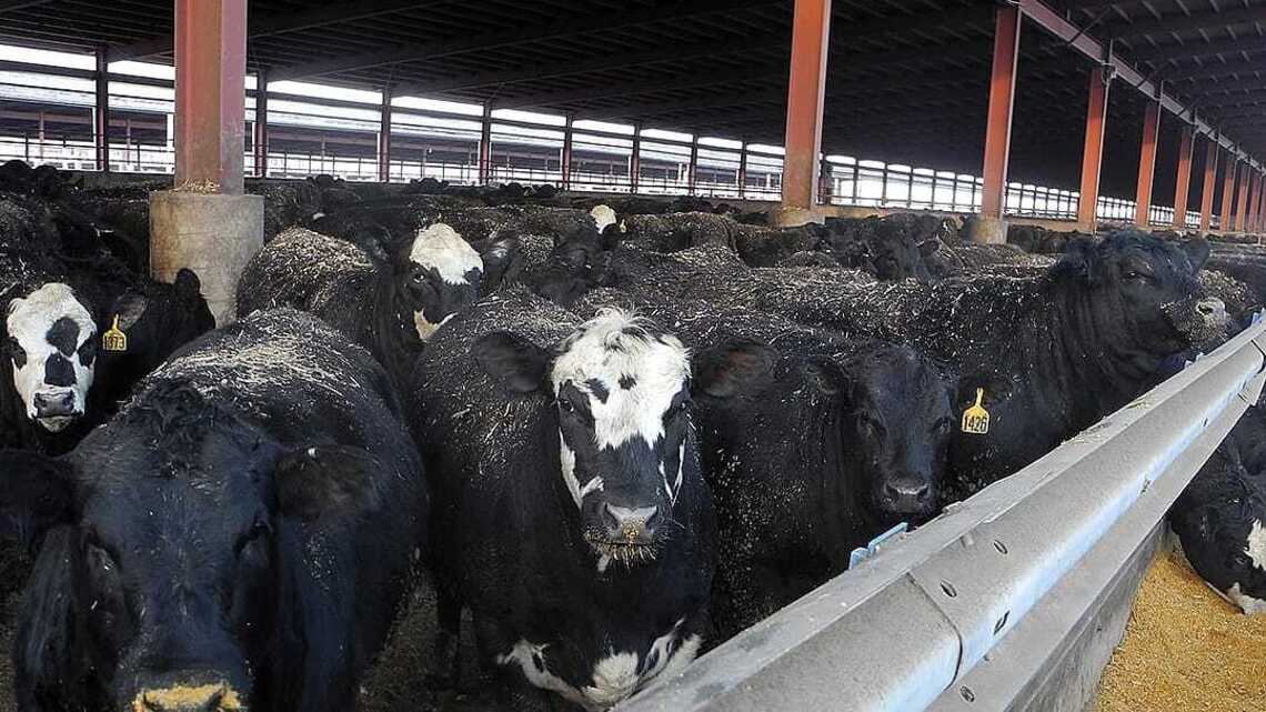 What 1,000 Iowans have to say about the impact of factory farming 