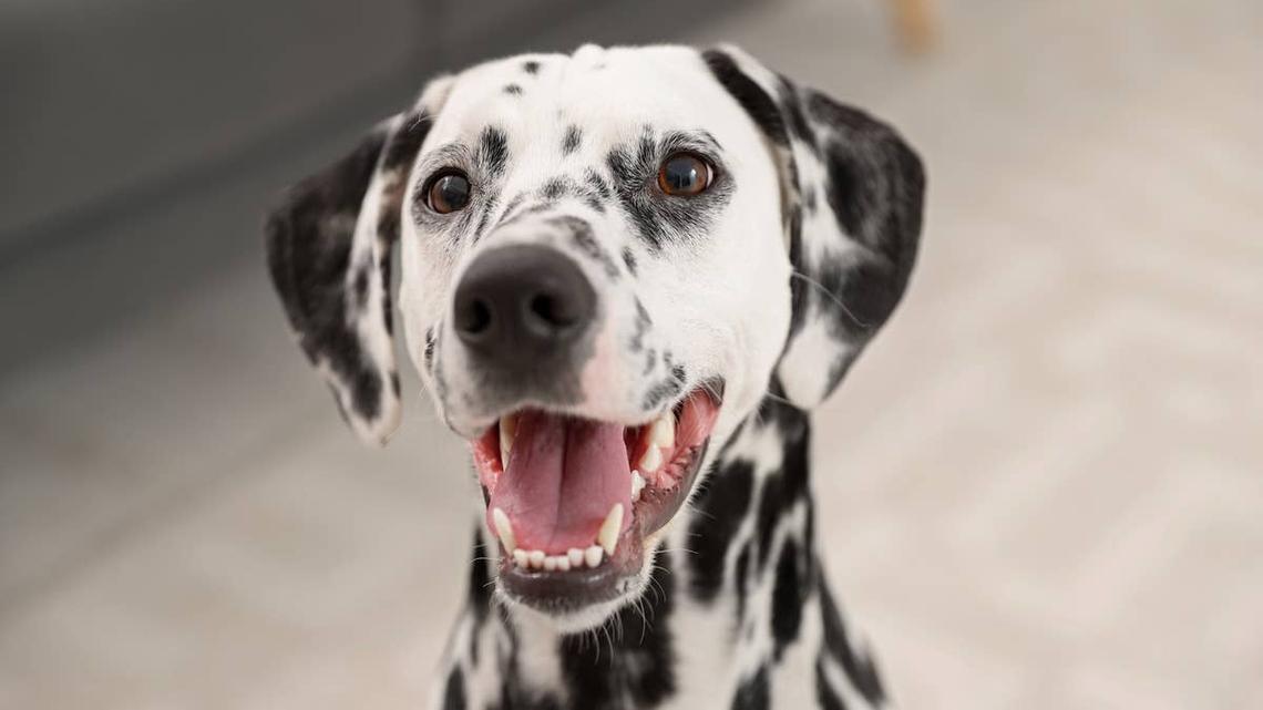 Dalmatian Surprises Dad at the Airport in a Reunion That Will Melt Your Heart 