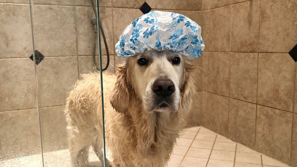This Golden Retriever Just Got Duped Into the Bathroom, and He's Seriously Betrayed 