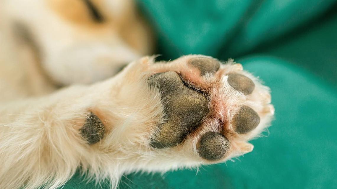 Golden Retriever-Shepherd Mix Looks Like a Mozzarella Stick With Tiny Legs 