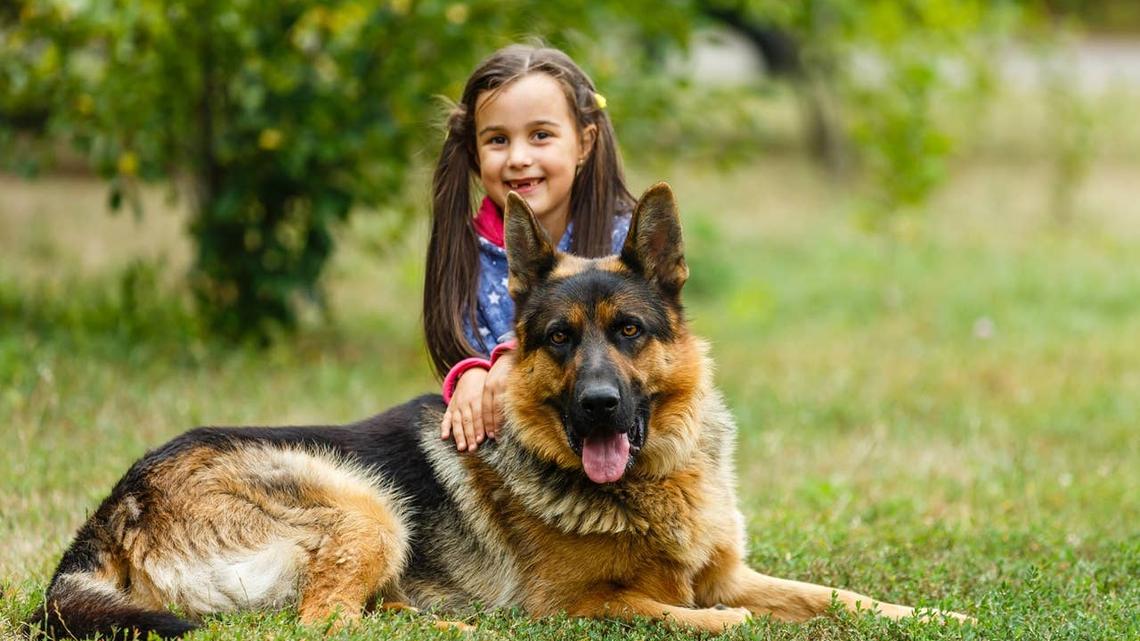 7 Guard Dogs That Are Actually Gentle Giants, According to Vets 