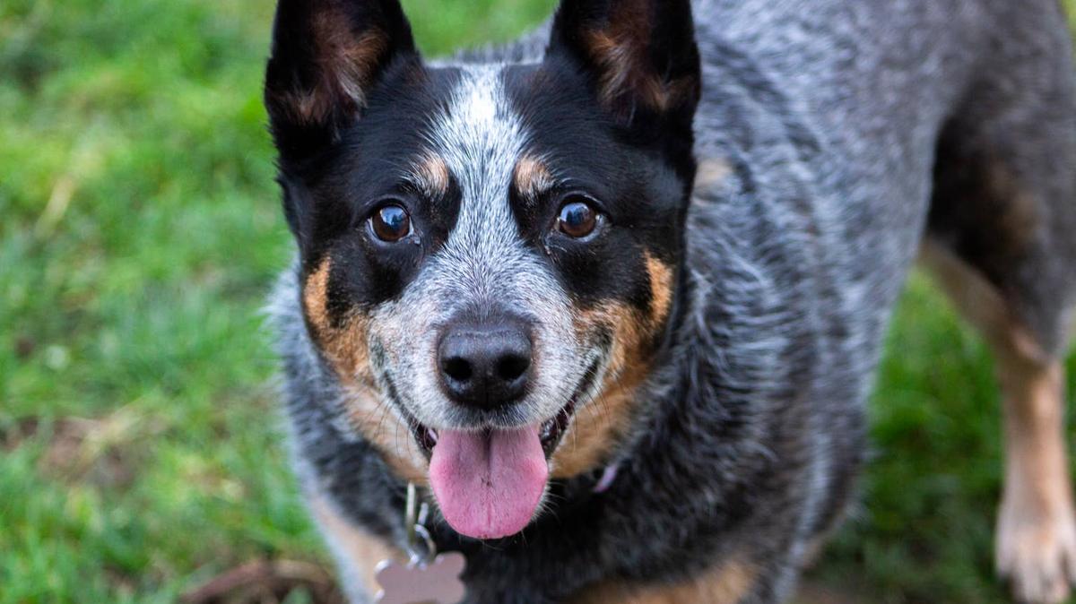 Close-up portrait of an Australian cattle dog (blue heeler).