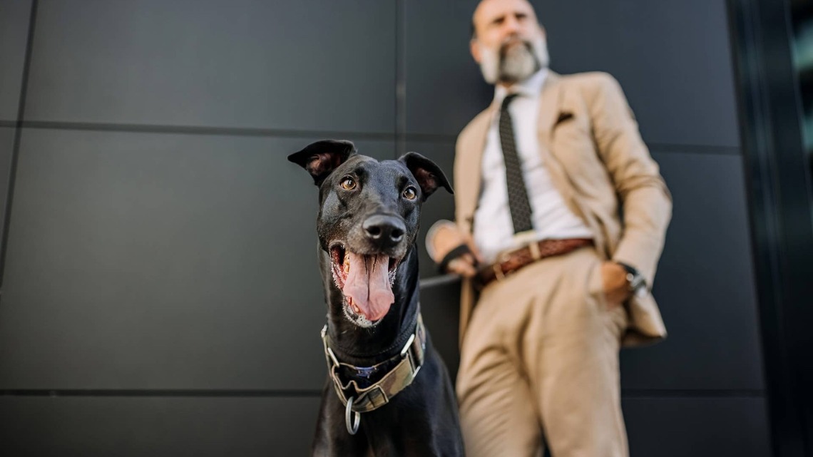 Italian Greyhound Channels His Inner 'Smooth Criminal' and Completely Steals the Show 