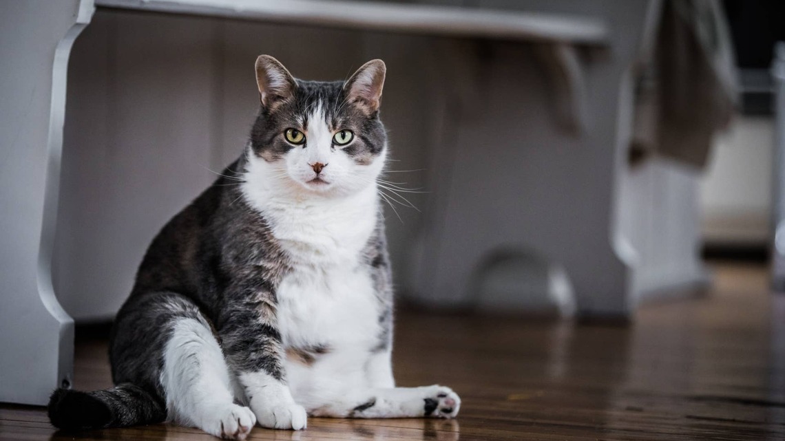This Absolute Unit of a Cat Is the Real 'Big Poppa' 