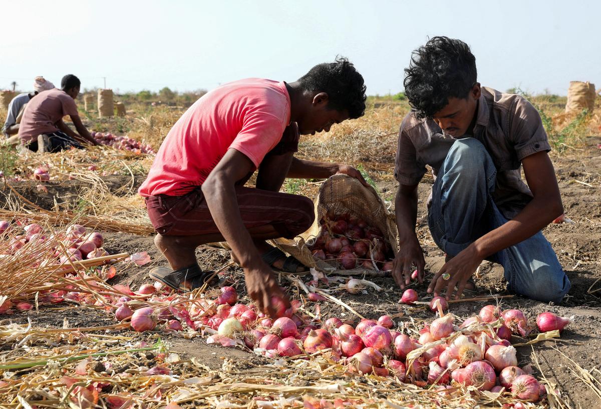 Agricultural workers pack onions into sacks in South Omdurman, Sudan May, 21, 2026. REUTERS/El Tayeb Siddig