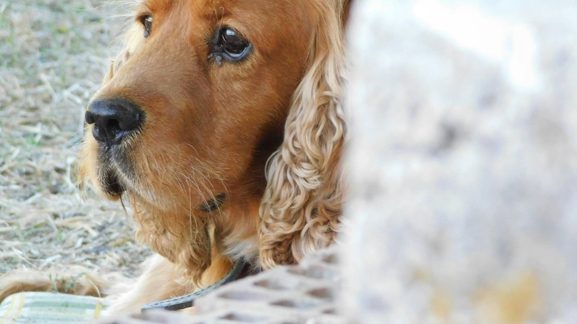 Unimpressed Cocker Spaniel's First Time Trying Sparkling Water Is the Funniest Thing You'll See This Week 