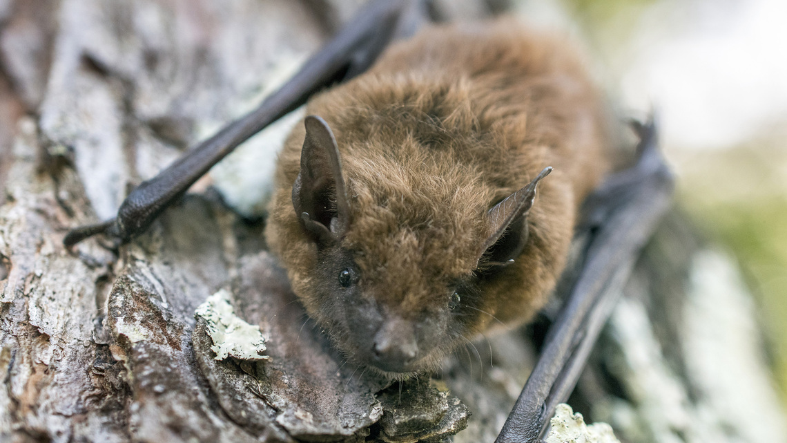 Commentary: Meet Halloween's most misunderstood animal