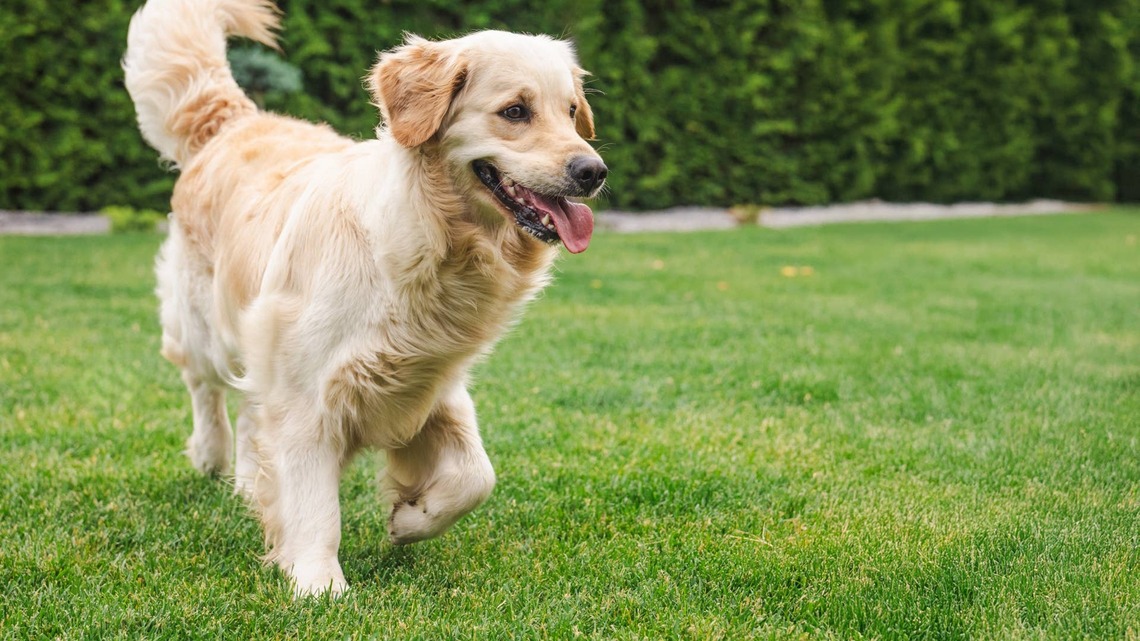 Golden Retriever Alerts His Dad to Very Scary Rock in the Grass