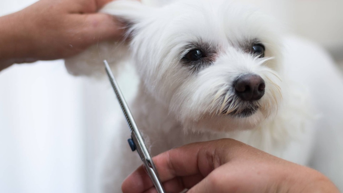 Little Shih-Tzu Returns From Groomer Looking Just Like a Beloved '80s Movie Character 