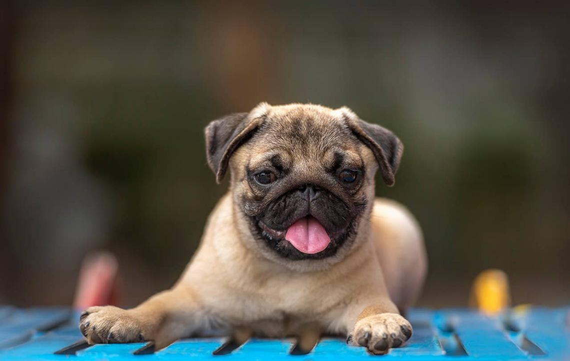  A smiling Pug with an adorable face and wrinkled features. 