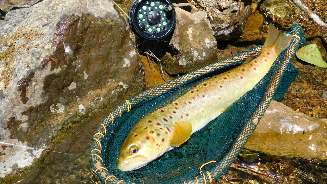 Why almost 67% of Allegheny County's streams are ranked as 'impaired' 