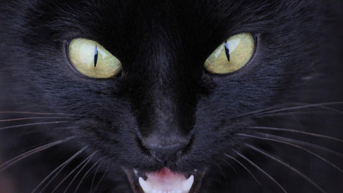 Closeup of angry looking, hissing black cat. 