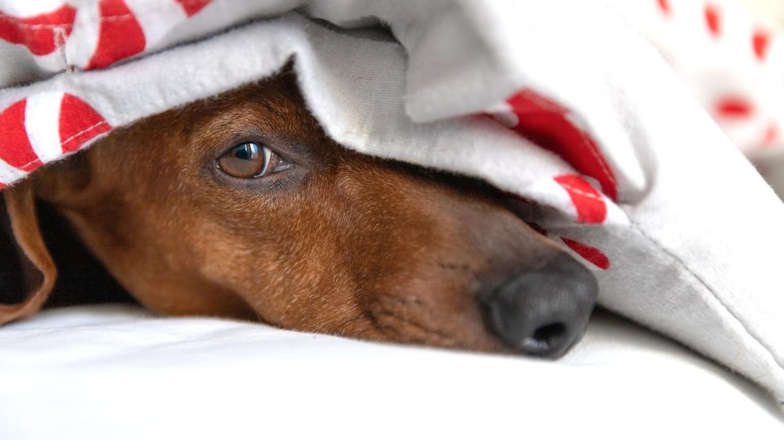 Dachshund Tries To Stow Away in a Jacket and We're Dying 