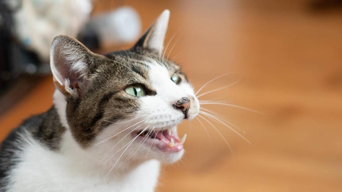 Cat Refuses to Make the Leap Until Dad Pulls Out His Secret Technique 