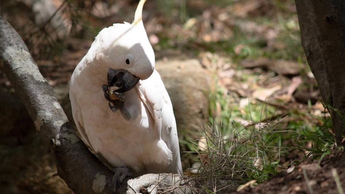Cockatoo Showing Off His ‘Brain Capacity' Leaves Everyone Laughing 
