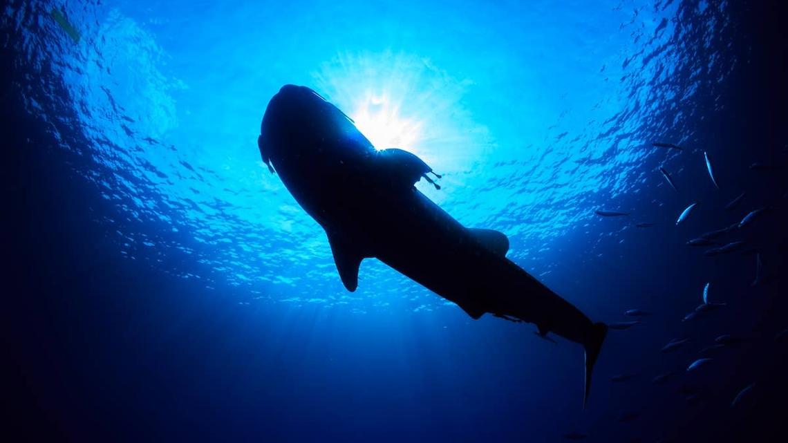 Whale shark swimming and feeding.
